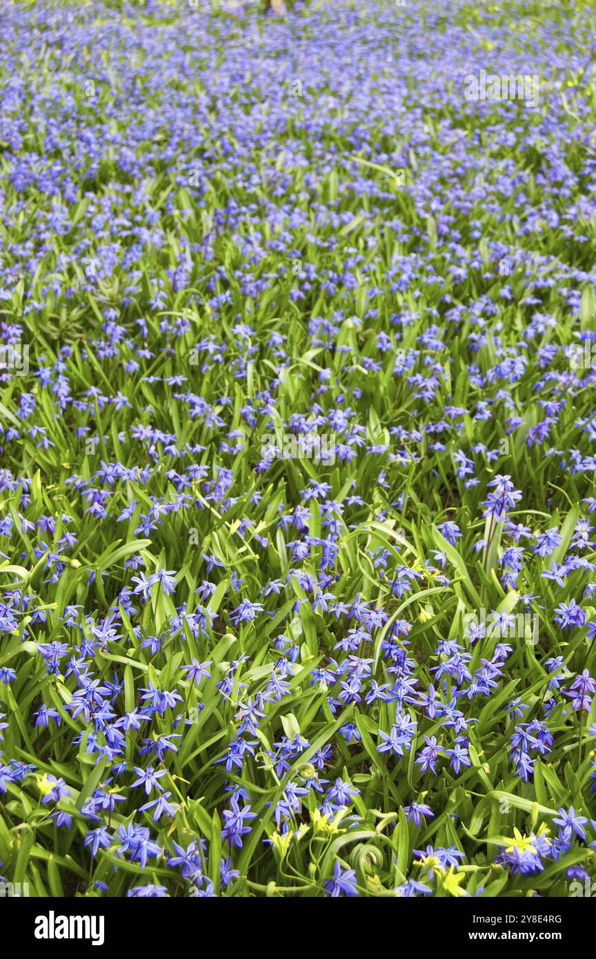 Campo di fiori Foto Stock