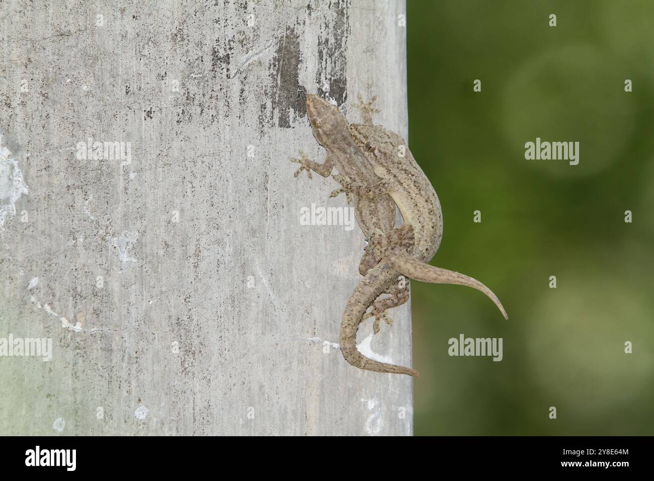 un paio di lucertole comuni che si accoppiano sul muro Foto Stock
