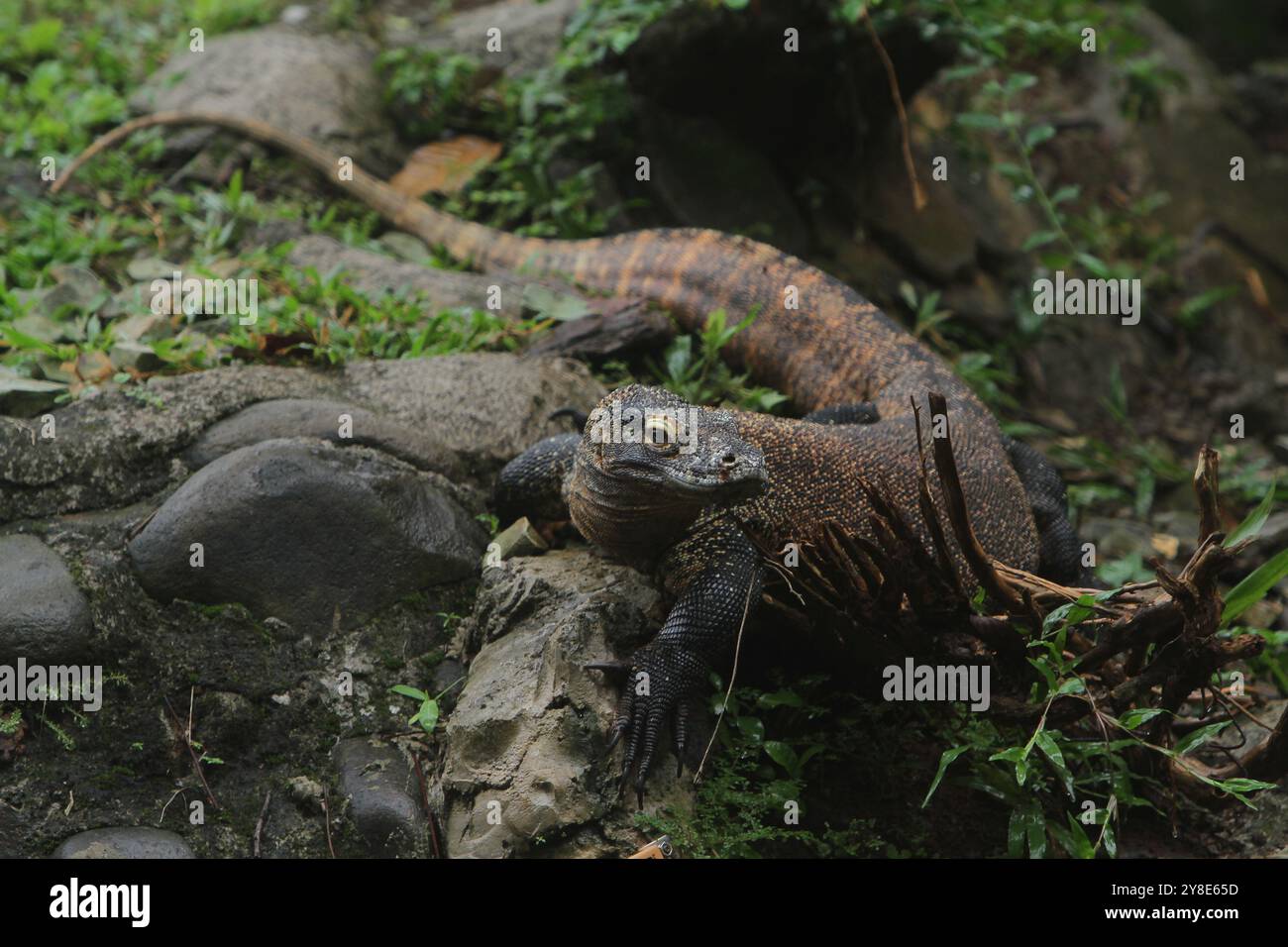 Un drago di Komodo che strizza tra i cespugli mentre guarda la telecamera Foto Stock