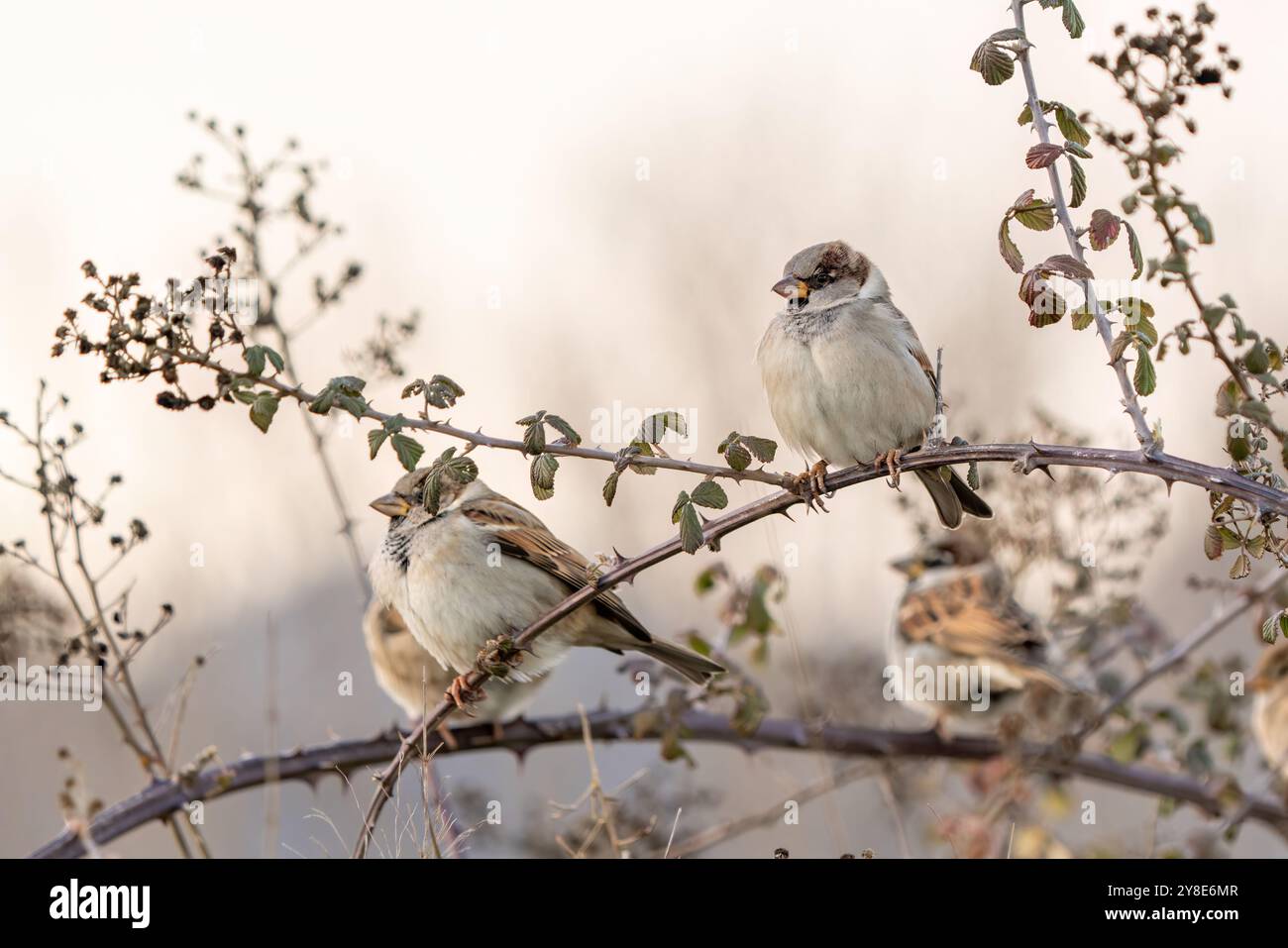 Sparrow arroccato su un ramo d'albero Foto Stock