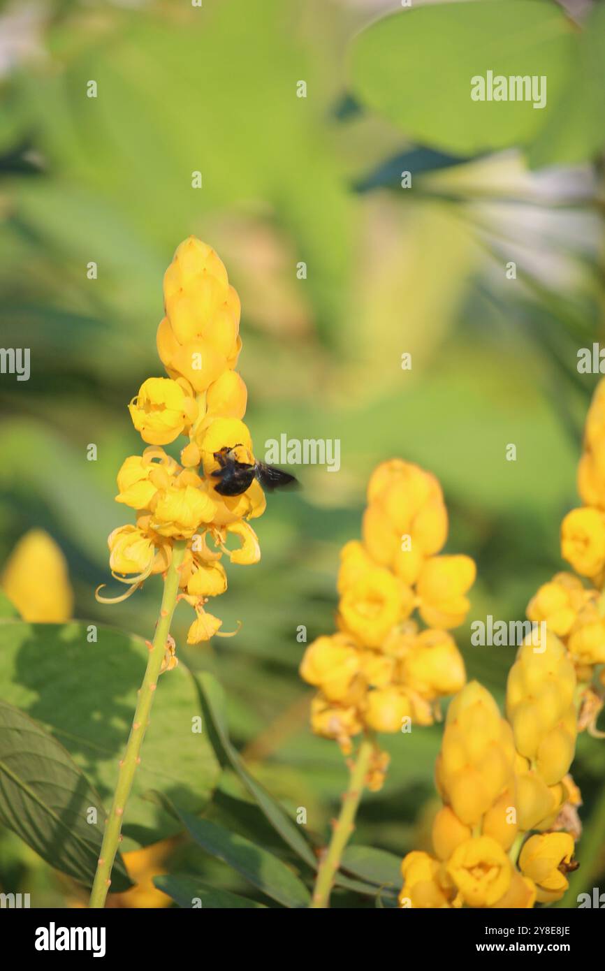 I fiori gialli di Senna alata o candeliere sono infestati da api Foto Stock