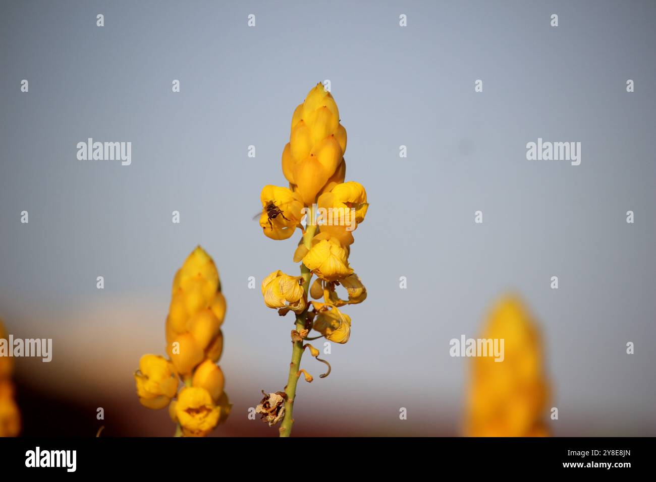 I fiori gialli di Senna alata o candeliere sono infestati da api Foto Stock