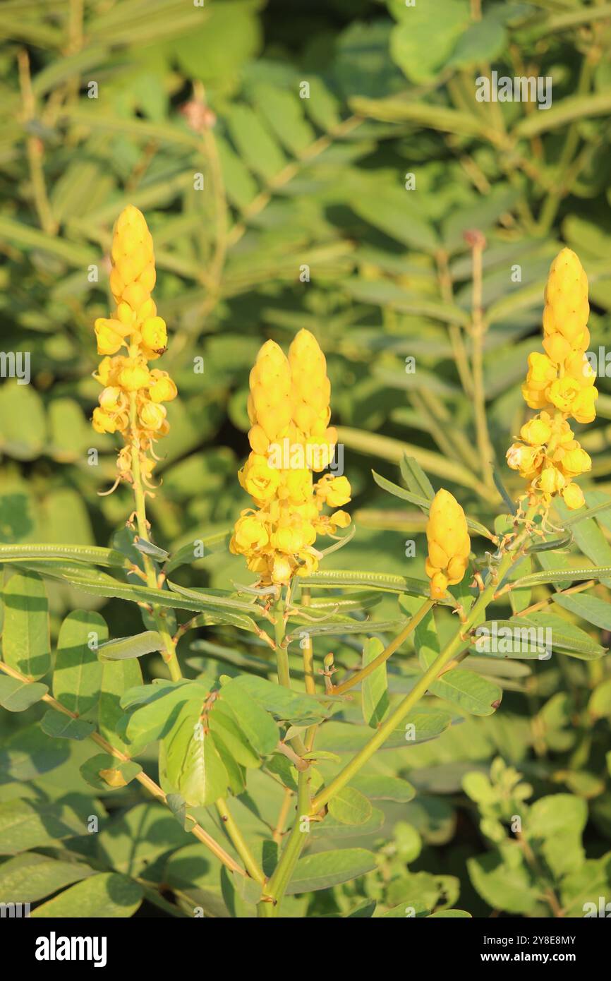 La Senna alata gialla fiorente o i fiori di candelabro Foto Stock
