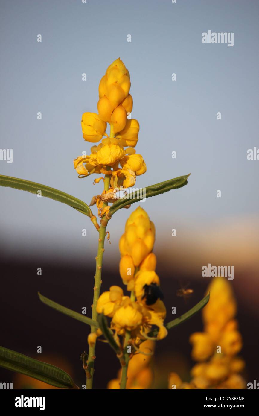 La Senna alata gialla fiorente o i fiori di candelabro Foto Stock