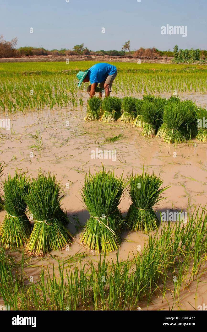 Uomo che lavora in una risaia. Fotografato in Thailandia. Foto Stock