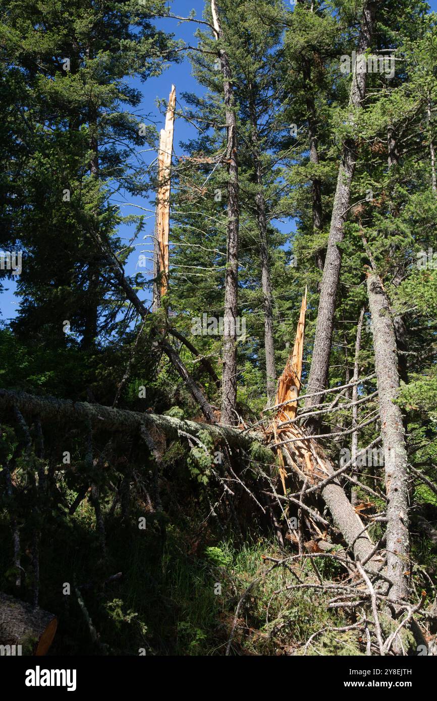 Una tempesta di vento ha rotto due tronchi d'albero. Foto Stock