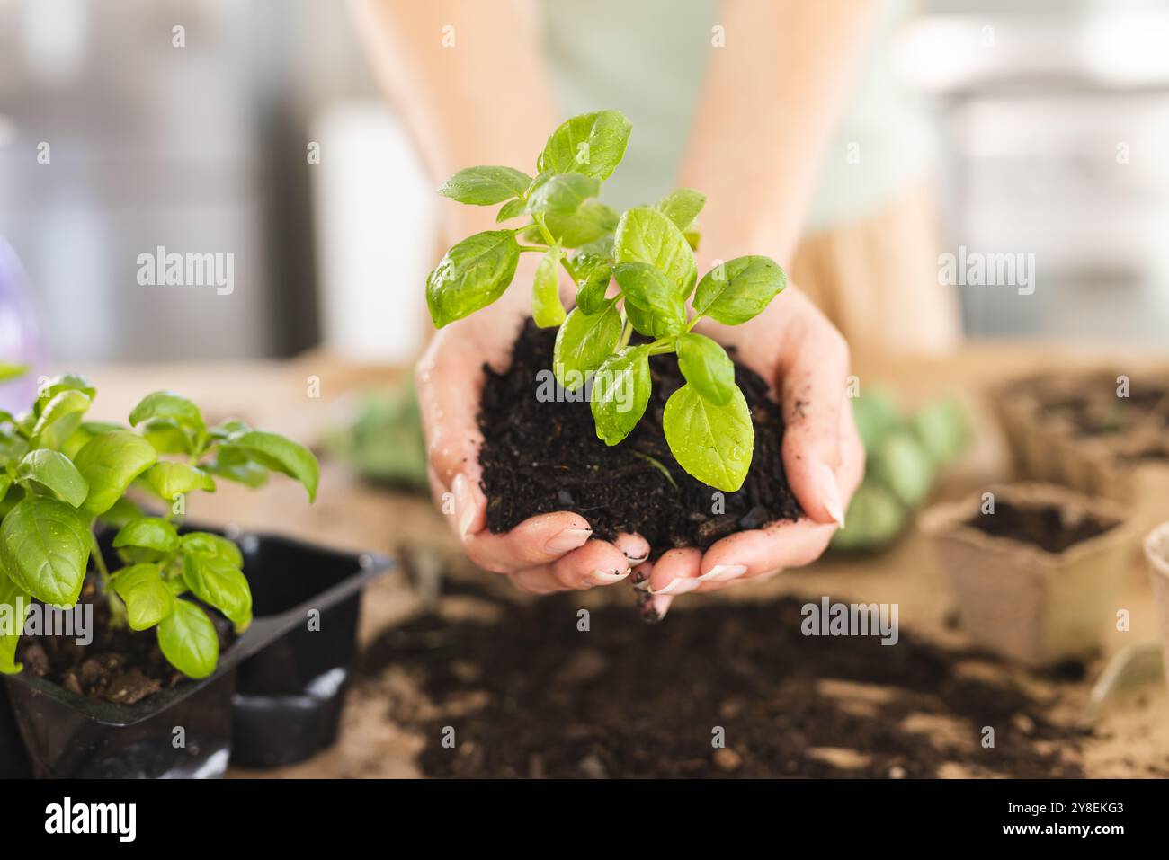 Mani corte di una giovane donna caucasica che tiene piccole piante e sporcizia a casa Foto Stock