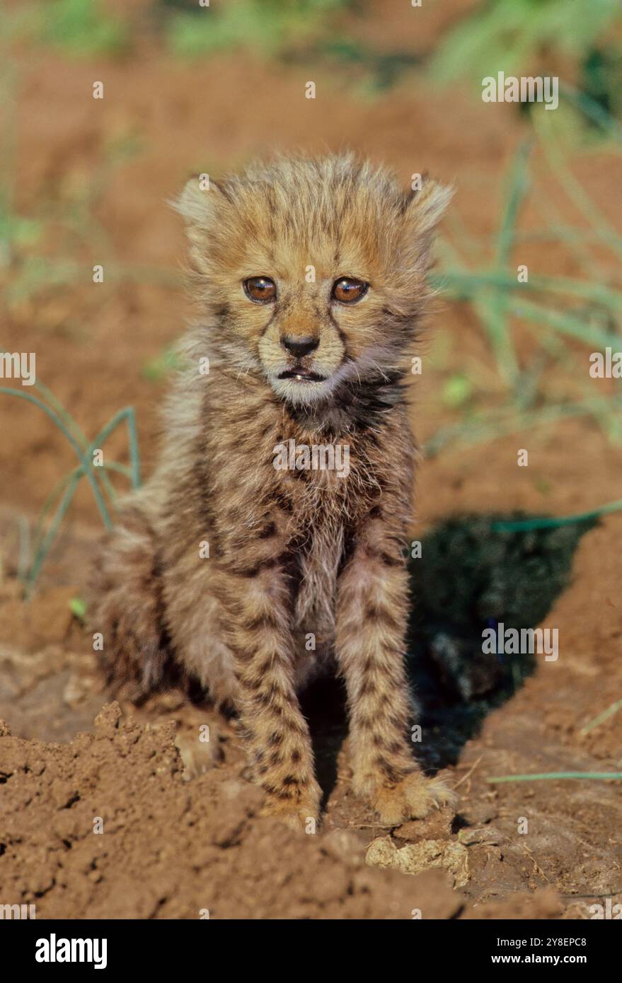 Il ghepardo (Acinonyx jubatus) è un grande gatto e l'animale terrestre più veloce. Ha una pelliccia bianca da vellutata a cremosa o pallida marchiata con uniformità Foto Stock