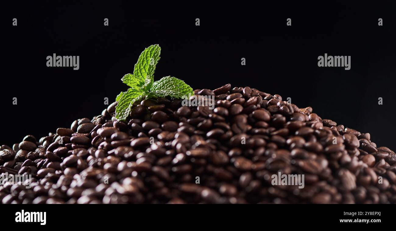 Menta, foglie e chicchi di caffè naturali su sfondo nero per la produzione, il latte e il processo di estrazione. Sostenibilità, caffeina ecologica e biologica Foto Stock