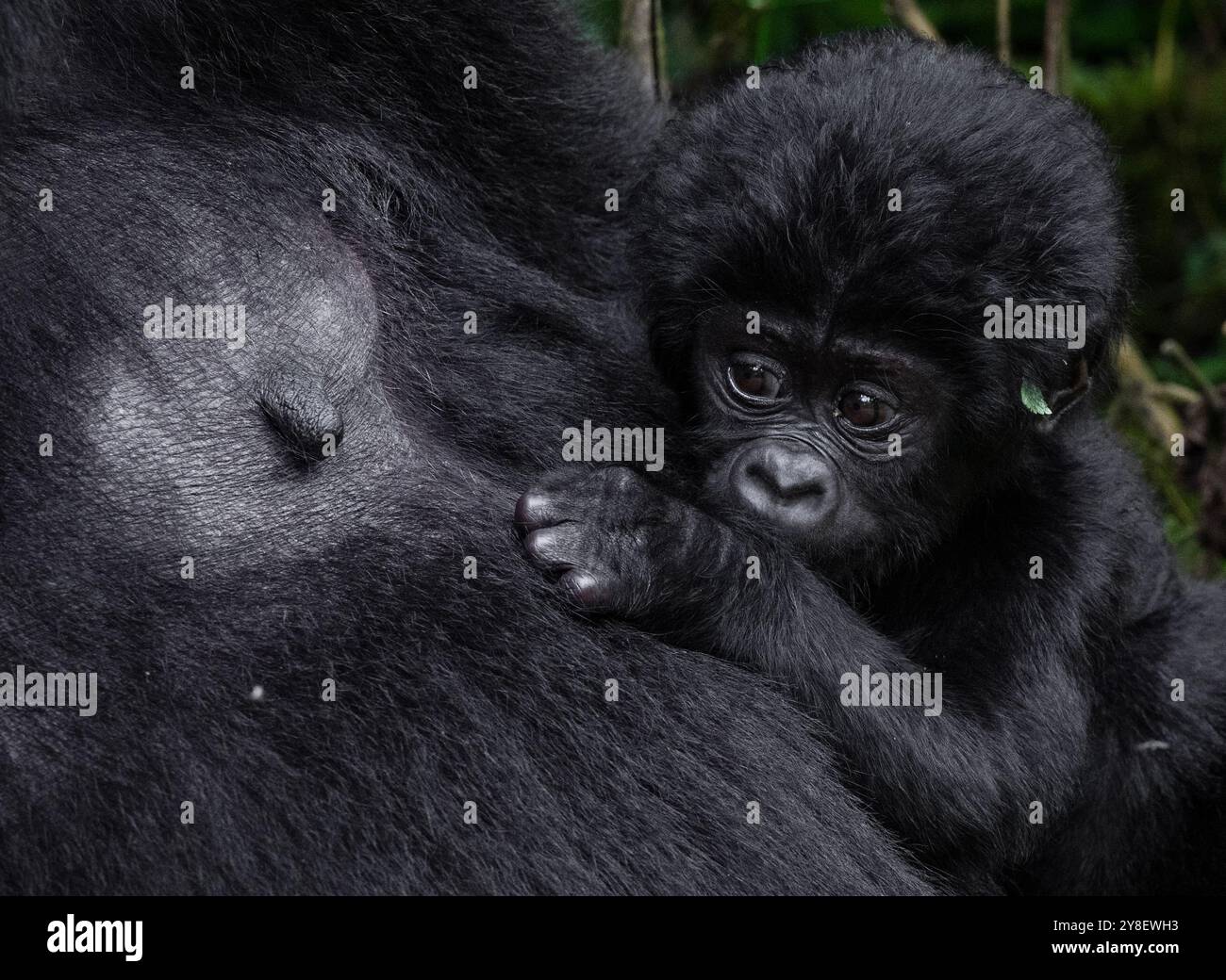Un piccolo gorilla è stato visto in Uganda il 21 settembre 2024 Foto Stock