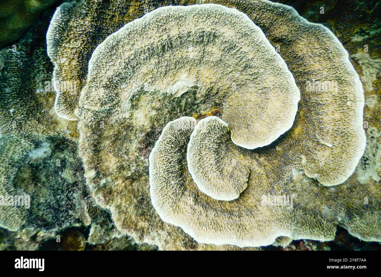 Primo piano di una barriera corallina dura a spirale di colore marrone caramello, che mostra la biodiversità marina nelle isole Karimunjawa, Jepara, Indonesia Foto Stock