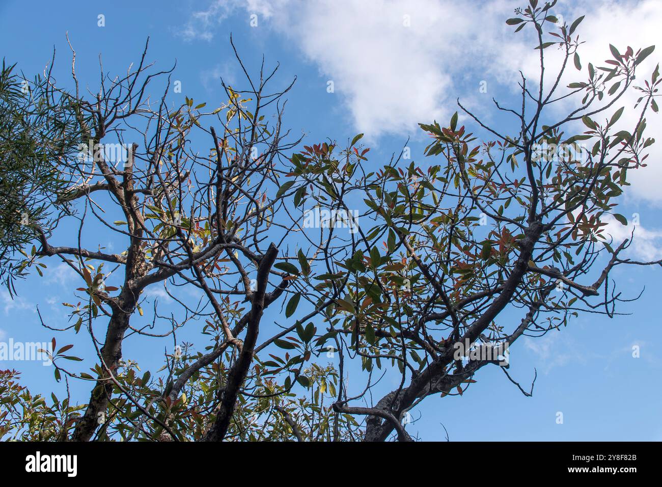 I rami alti dell'avocado di Hass (Persea americana) hanno bisogno di potare - troppo alti per la raccolta della frutta e mezzo morti. Orchard, Queensland, Australia. Foto Stock