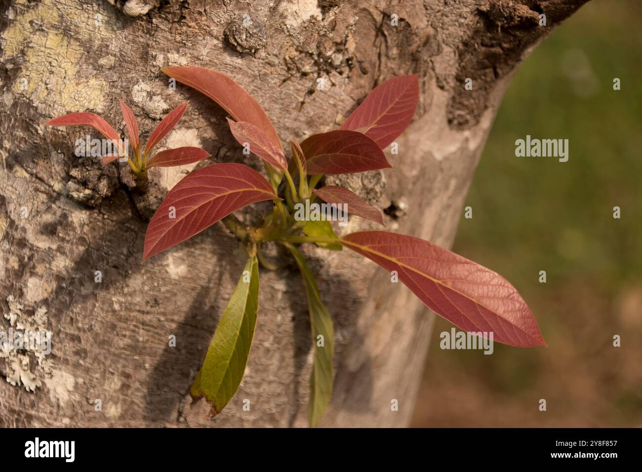 Nuovi germogli di foglie rosa sul ramo dell'albero di avocado di Hass, persea americana, in frutteto nel Queensland, Australia. Crescita primaverile direttamente dal legno. Foto Stock