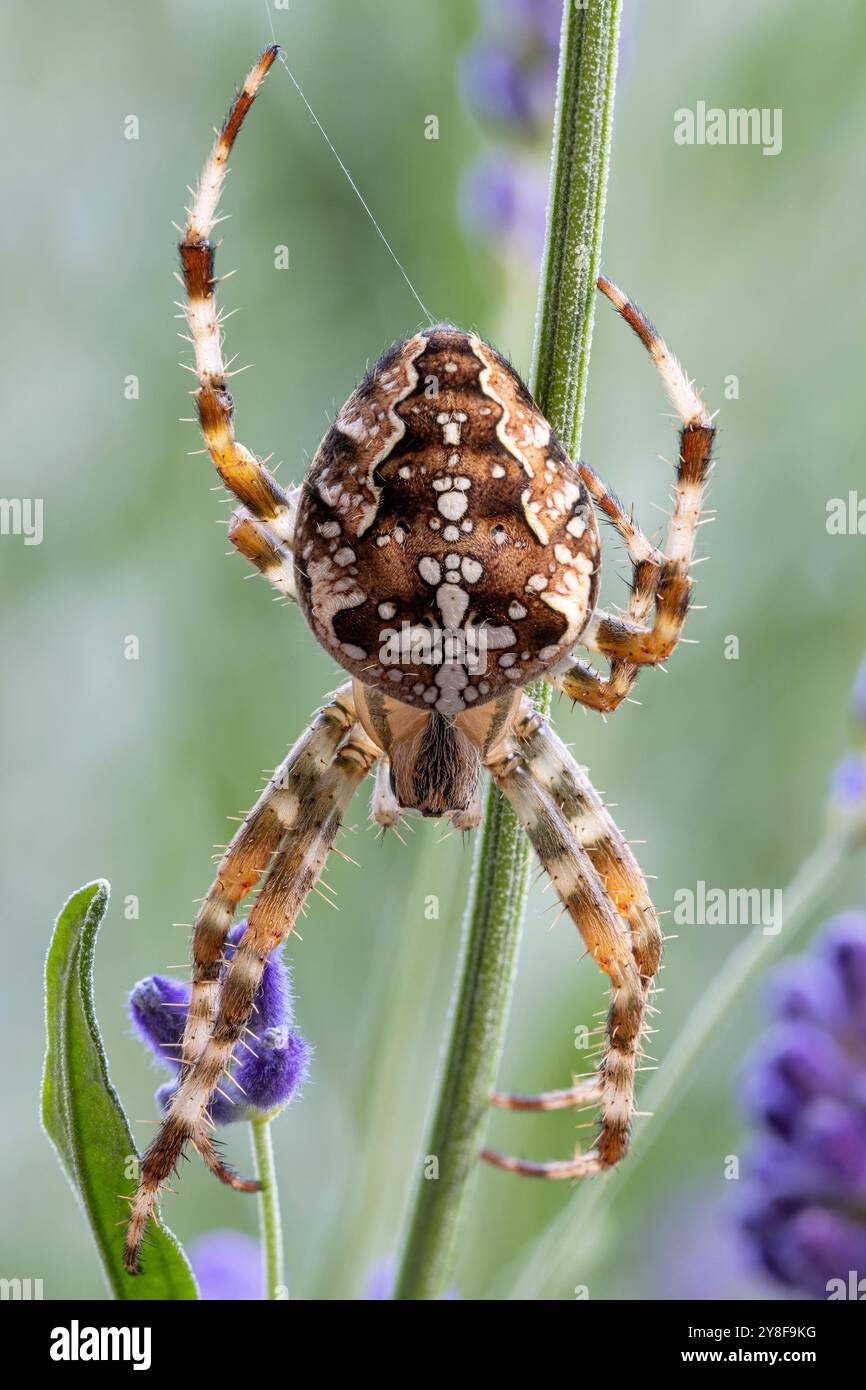 Ragno da giardino europeo (Araneus diadematus) in cespuglio di lavanda Foto Stock