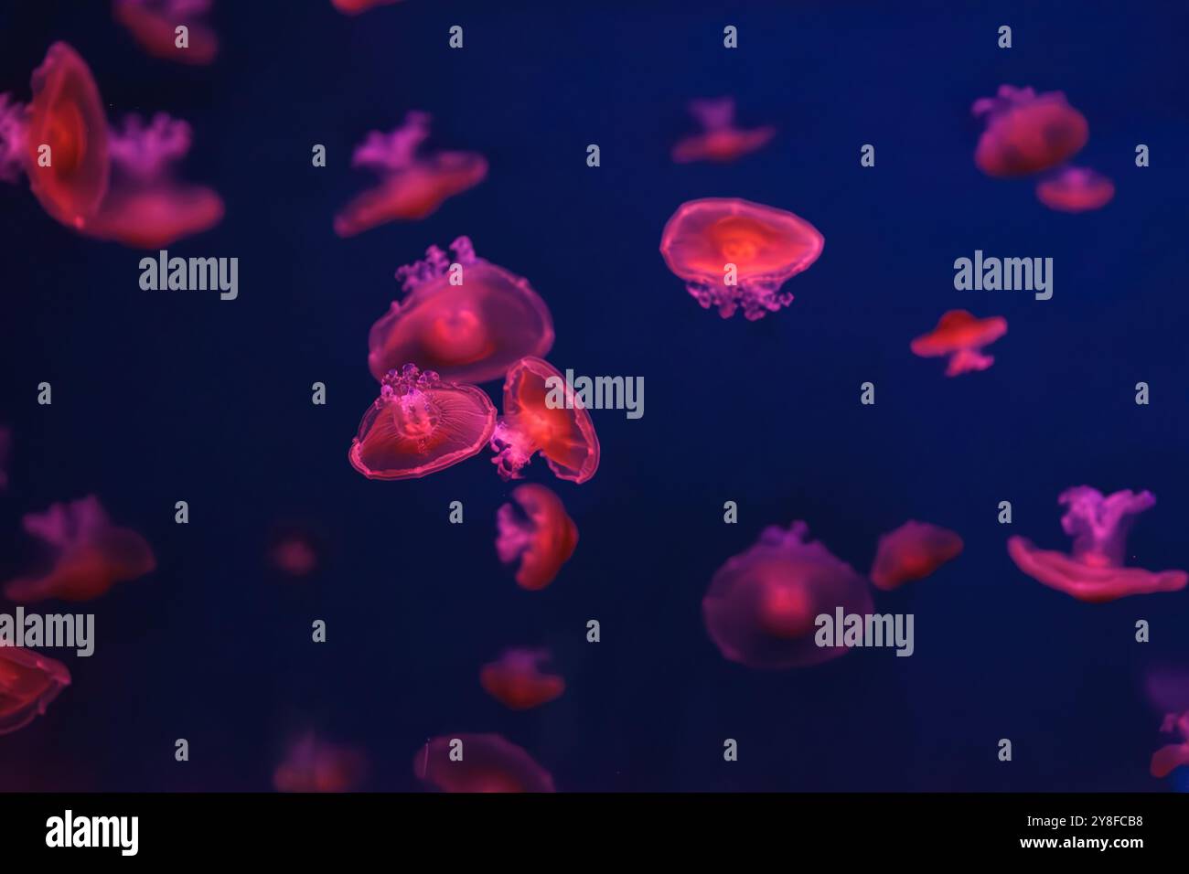 Meduse mediterranee, Cotylorhiza tuberculata o meduse d'uovo fritte che nuotano nell'acquario con illuminazione rossa della luce al neon. Organismo acquatico, AN Foto Stock