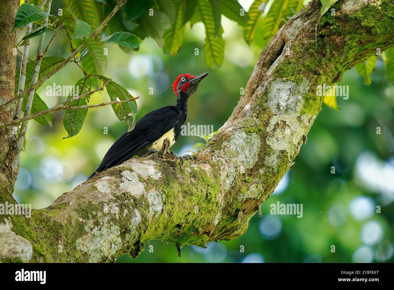 Picchio bianco o picchio nero - Dryocopus javensis è un uccello proveniente da foreste sempreverdi dell'Asia tropicale. Uccello nero con testa rossa e. Foto Stock