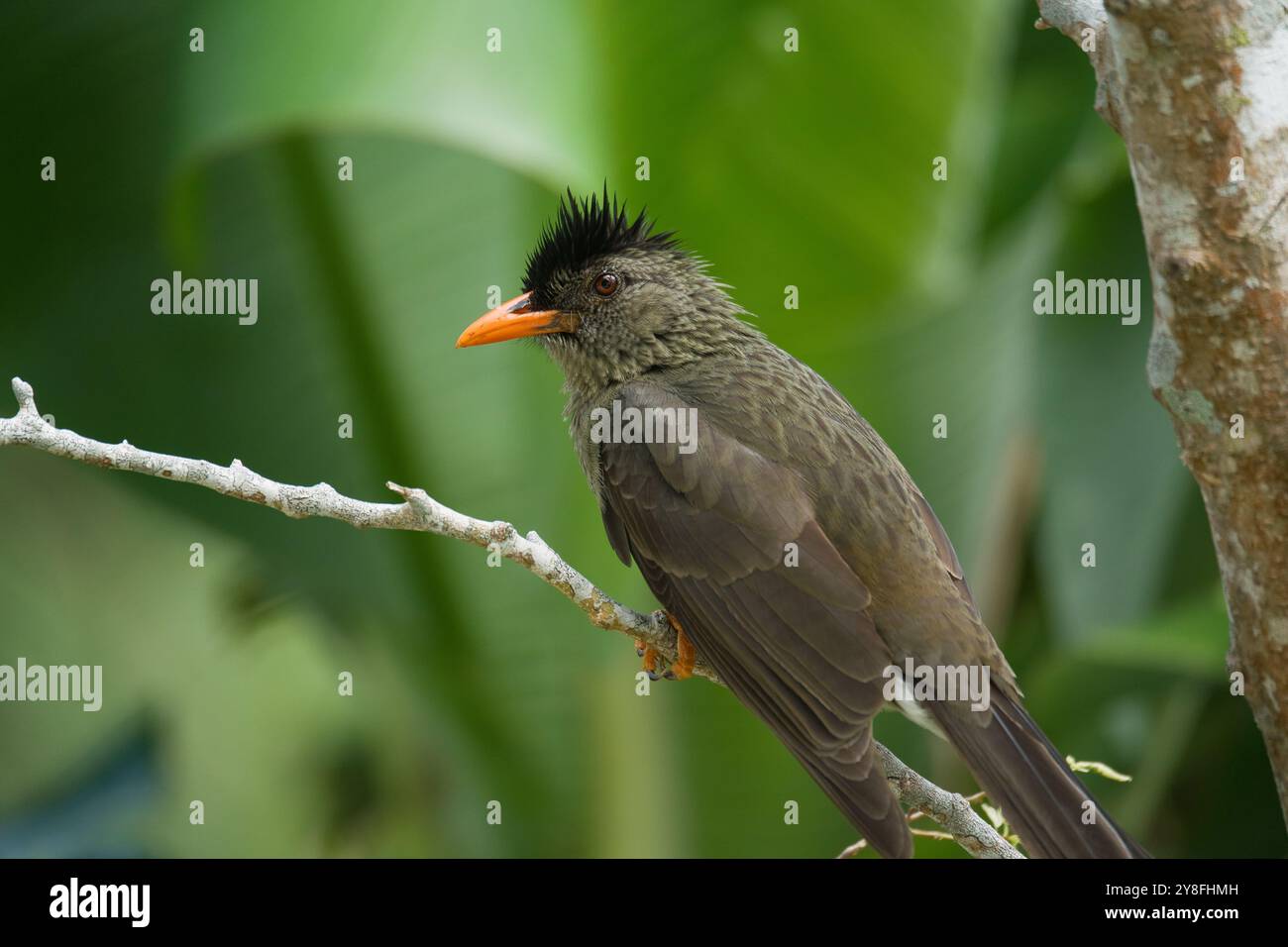 Singolo uccello endemico bulbul delle Seychelles sul ramo, Mahe, Seychelles Foto Stock