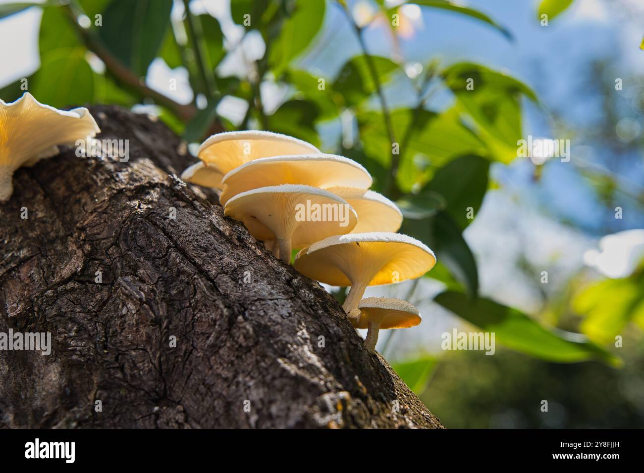 Primo piano di bellissimi funghi nella foresta di Mahe, Seychelles. Foto Stock