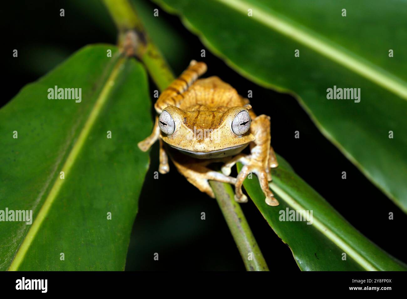 Rana ad albero (Polypedates otilophus, alias Borneo eared Frog, Bony-Head Flying Frog) su una foglia. Riserva forestale di Deramakot, Sabah Borneo, Malay Foto Stock