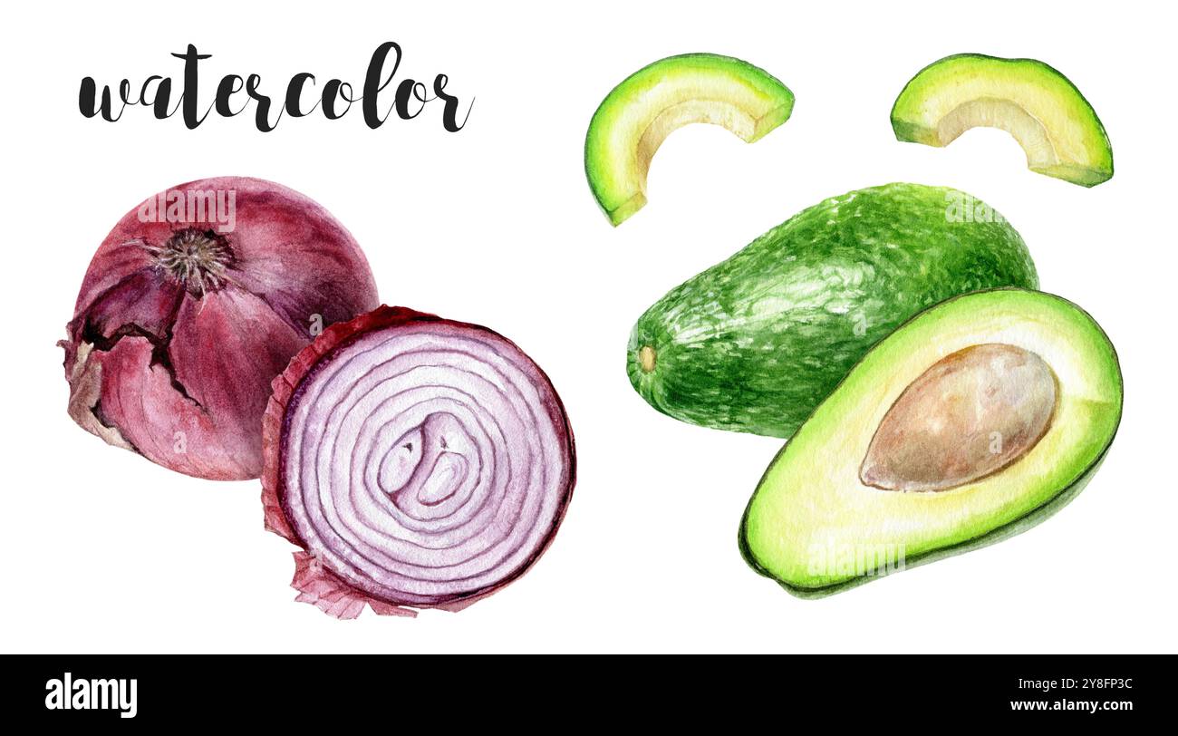 Acquerello dipinto a mano cipolla rossa e illustrazione botanica avocado Foto Stock Acquerello dipinto a mano cipolla rossa e illustrazione botanica avocado Foto Stock