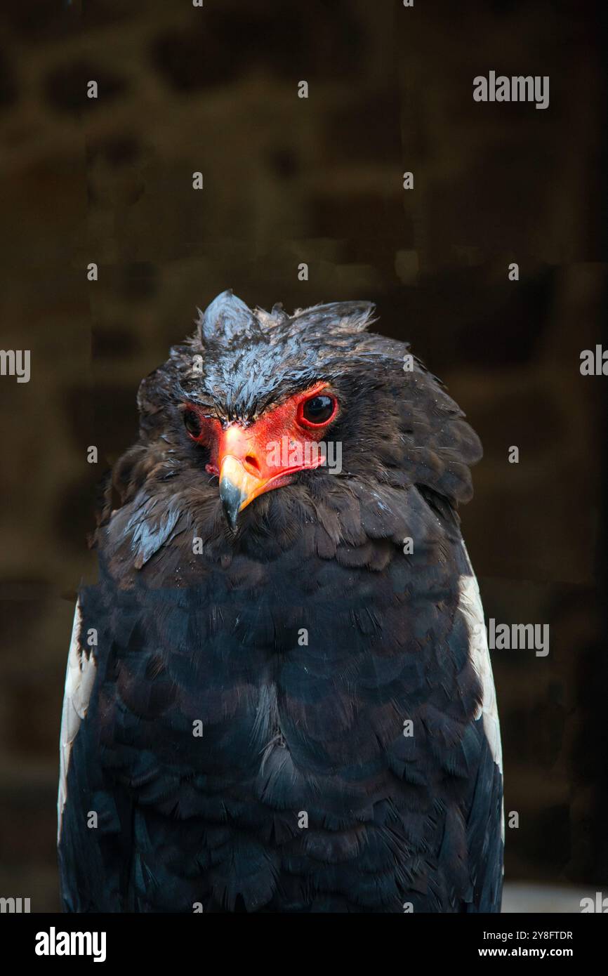 Ritratto di un uccello di Savannah Bateleur, primo piano, vista frontale Foto Stock