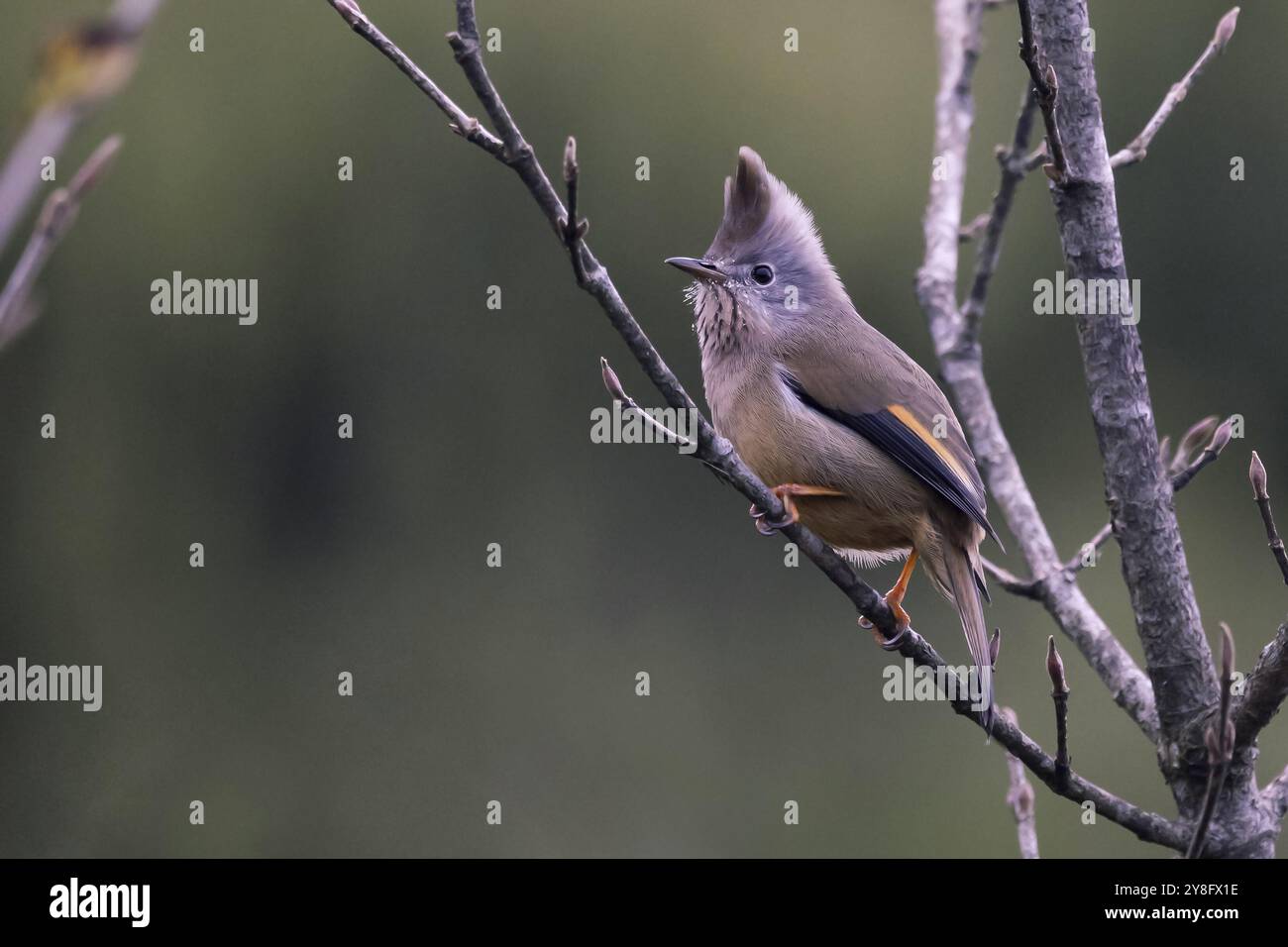 Yuhina a strisce, Yuhina gularis, Sikkim, India Foto Stock