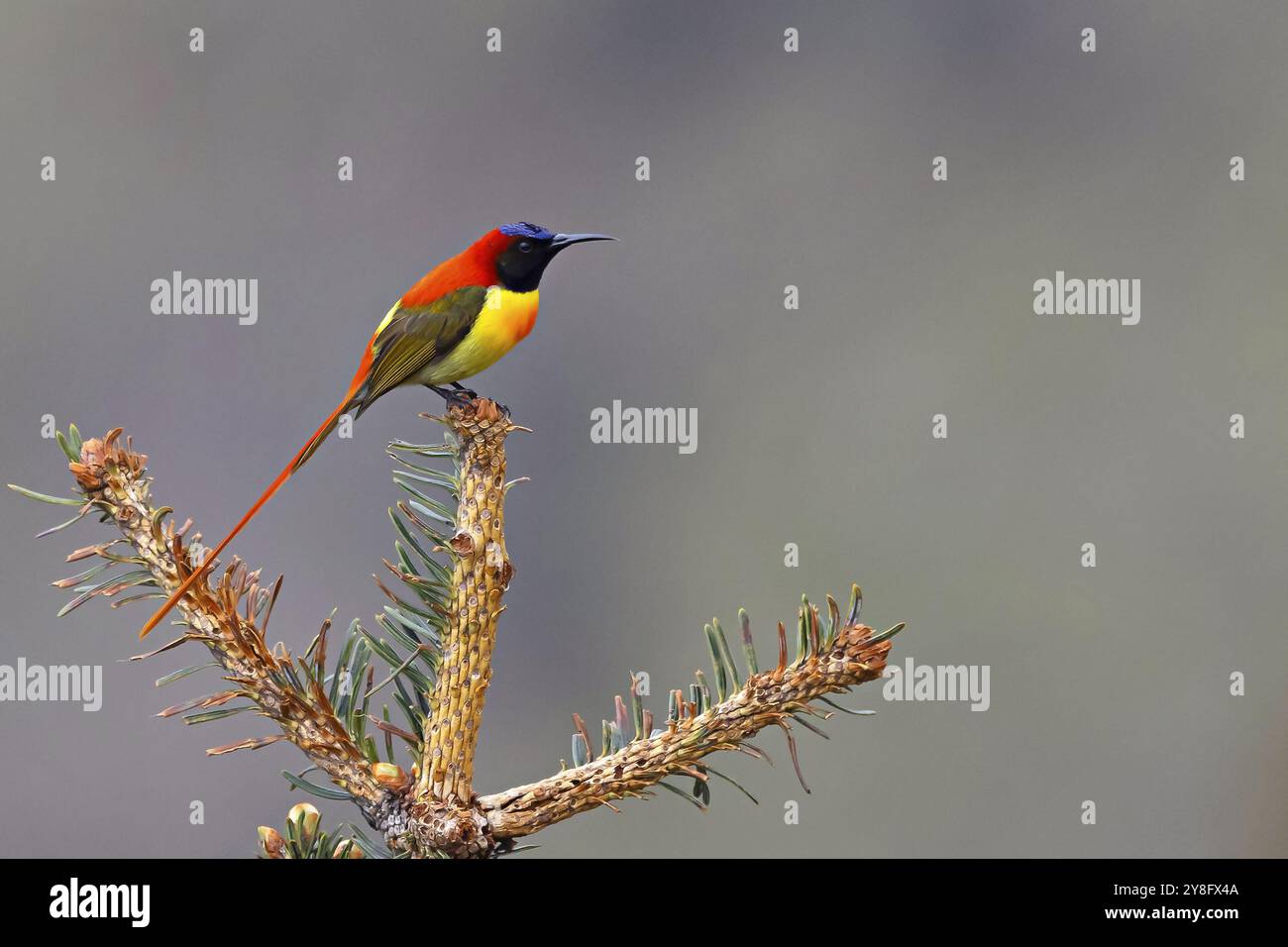 Sunbird con coda tagliafuoco, Aethopyga ignicauda, maschio, Pangolakha Wildlife Sanctuary, Sikkim, India. Foto Stock
