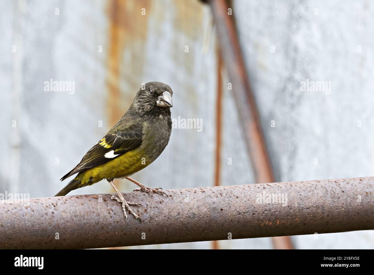Grosbeak dalle ali bianche, carnipes di Mycerobas, Pangolakha Wildlife Sanctuary, Sikkim, India Foto Stock