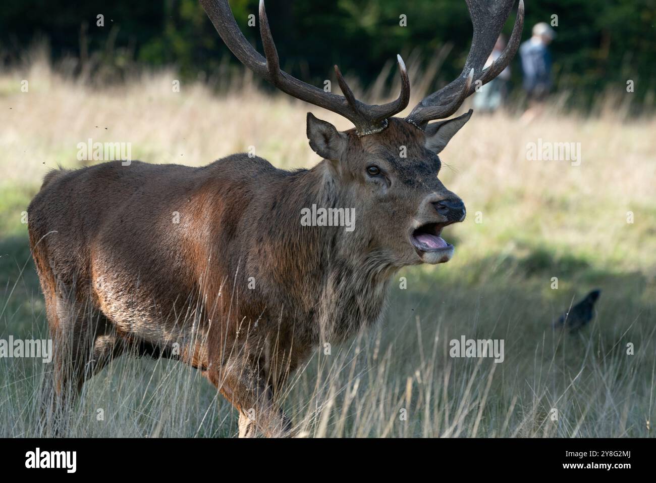 In stagione Foto Stock