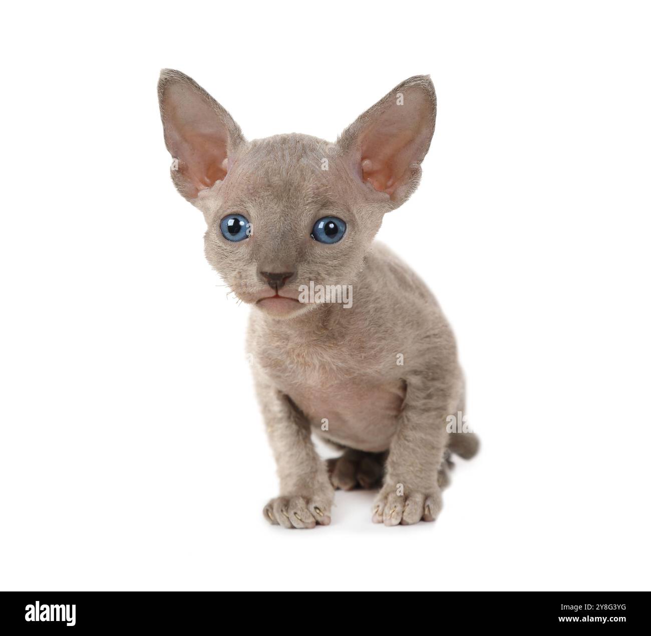 Un mese fa, Don Sphinx gattino isolato su sfondo bianco Foto Stock