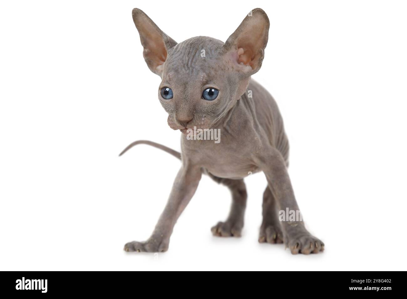 Un mese fa Don Sphinx gattino in studio isolato su sfondo bianco Foto Stock