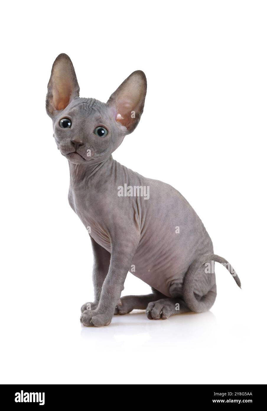 Dolce gattino Don Sphinx (sette settimane) isolato su sfondo bianco Foto Stock