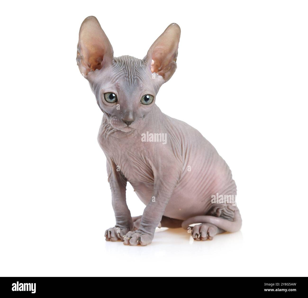 Don Sphinx gattino di sette settimane isolato su sfondo bianco Foto Stock