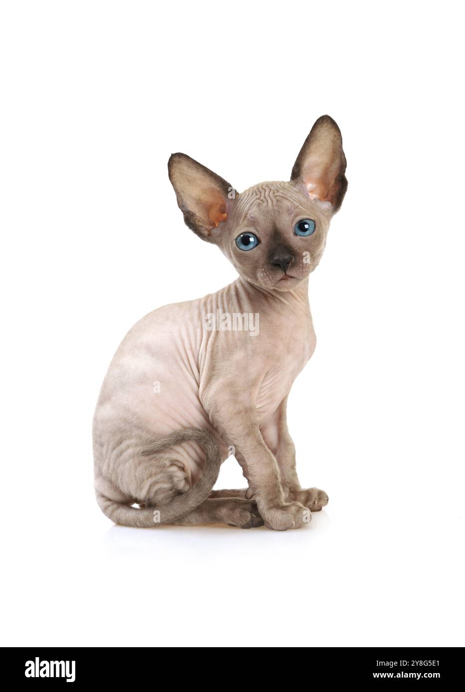 Gattino purosangue Don Sphinx (sette settimane) isolato su sfondo bianco Foto Stock