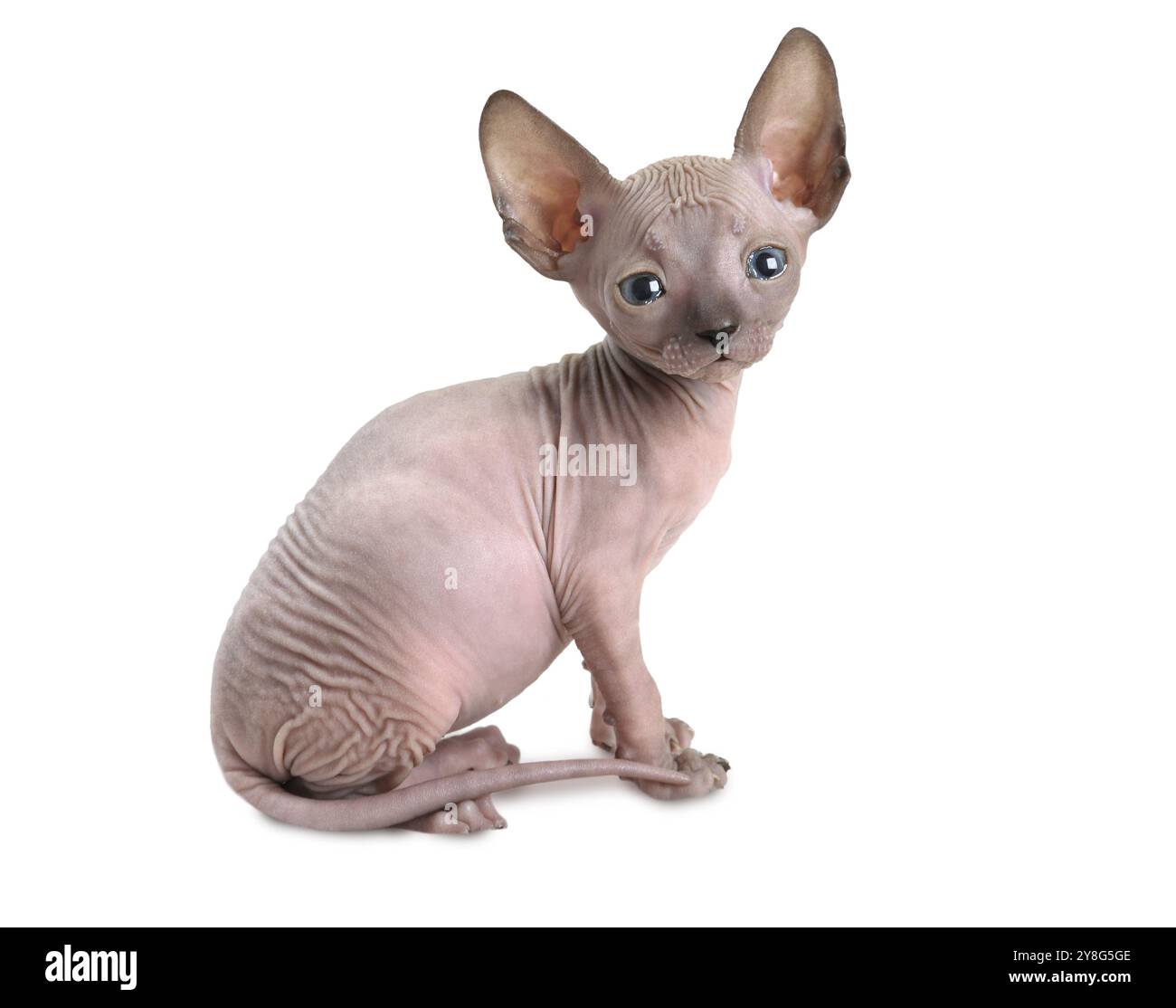 Purosangue di sette settimane Don Sphinx gattino isolato su sfondo bianco Foto Stock