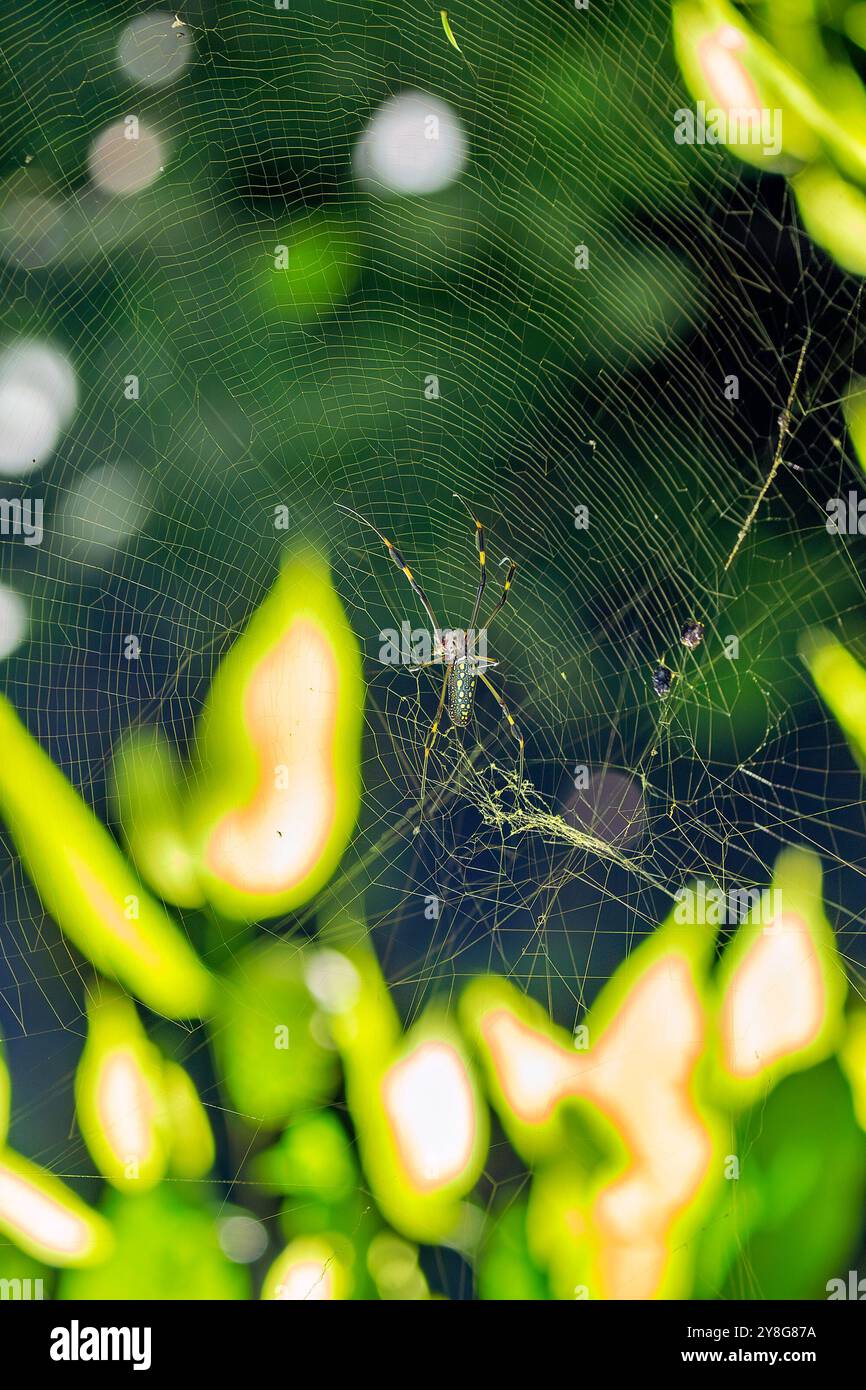 Il ragno Joro, noto per i suoi colori vivaci giallo, blu e rosso, ruota grandi ragnatele per catturare gli insetti. Foto scattata in natura Foto Stock