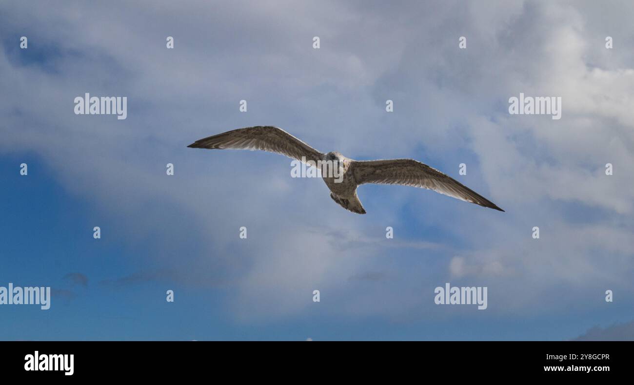 Un gabbiano vola in alto nel cielo. Ali ad ampia apertura. Foto Stock