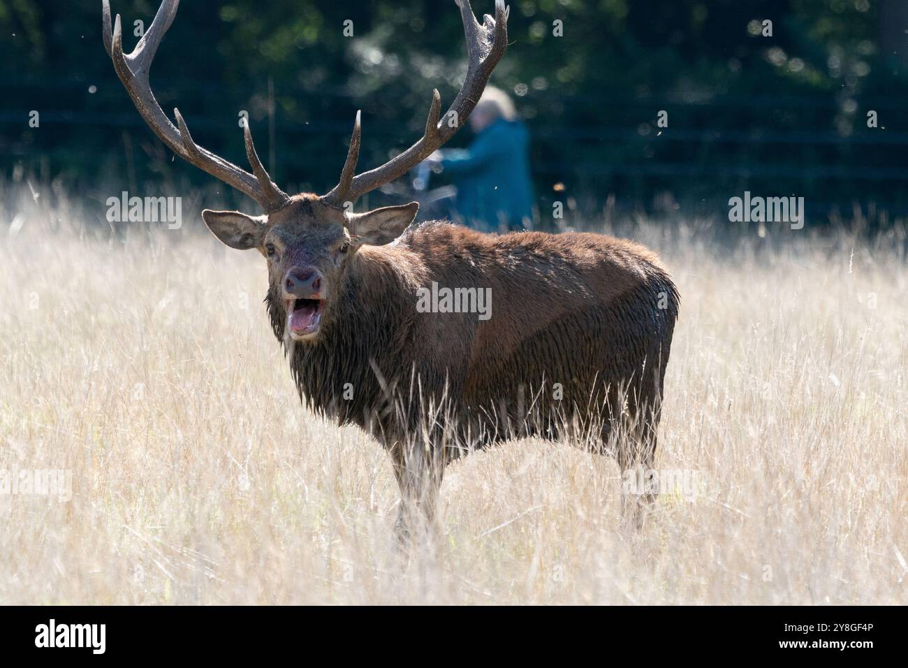 stagione degli accoppiamenti al cervo rosso Foto Stock