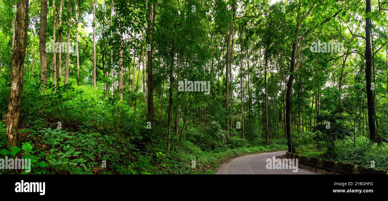 Foresta vergine verde, Curvy Pitch Road, Kalimpong Foto Stock