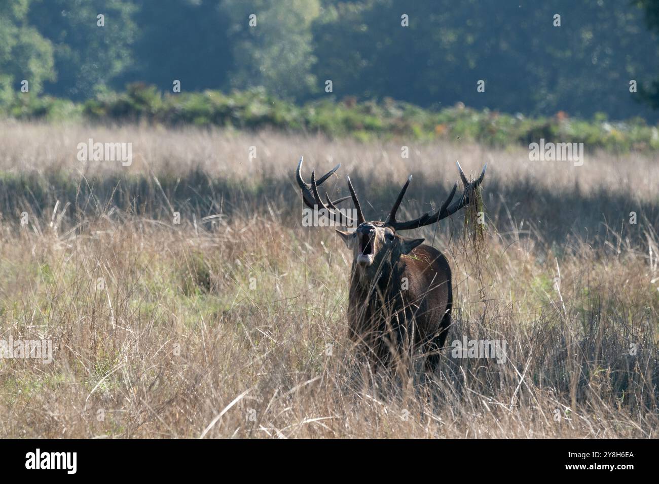 Stagione di rutting Foto Stock