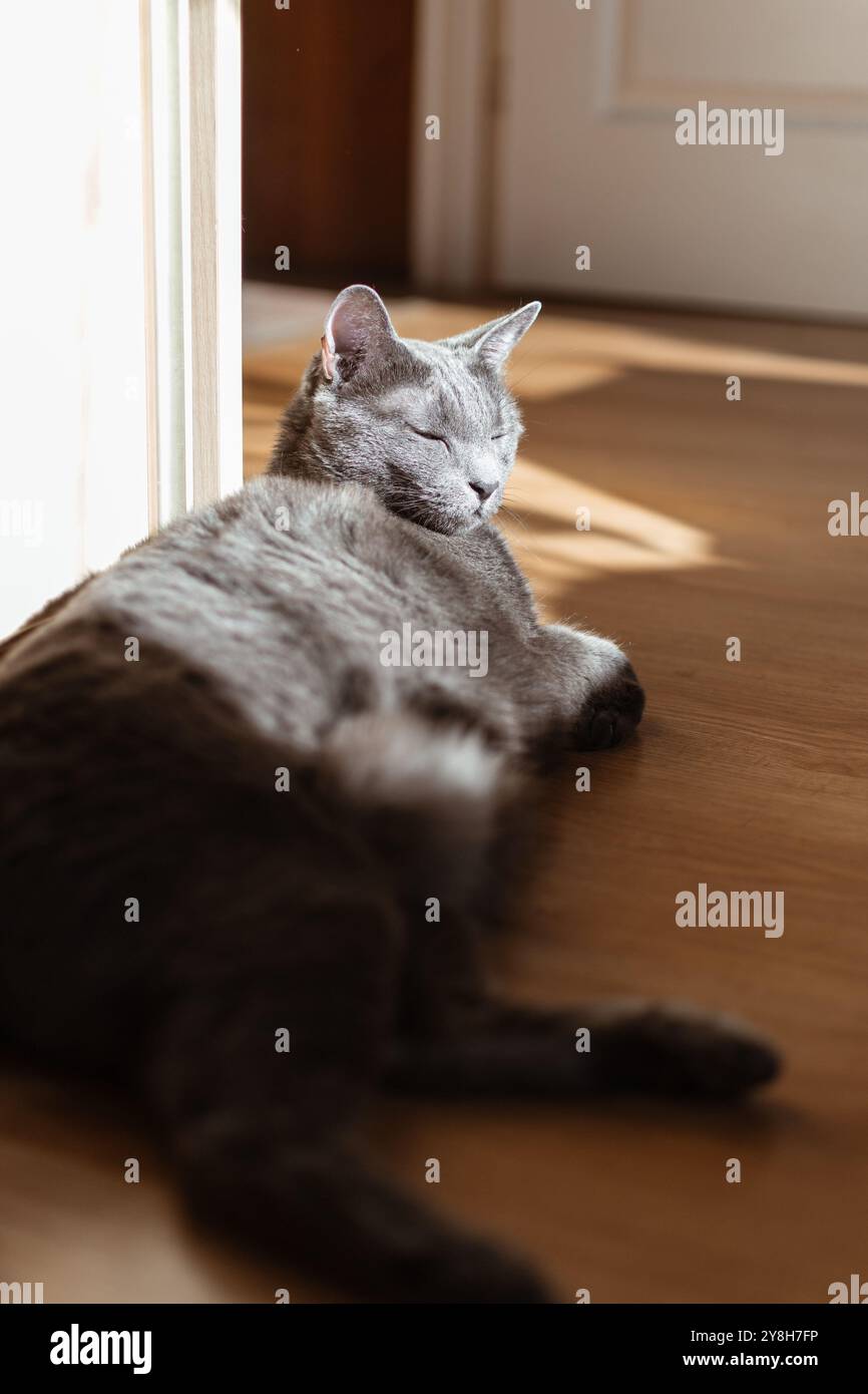 Il gatto blu russo sta prendendo il sole nella stanza soleggiata Foto Stock