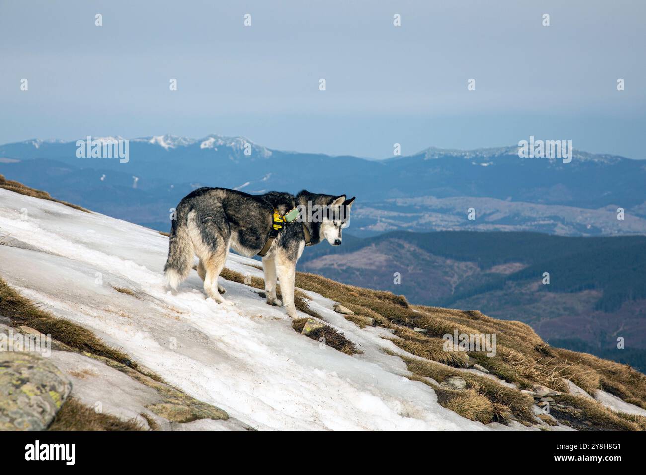 Carpazi, Ucraina - 30 marzo 2024: Siberian Husky con segnalatore di salvataggio Pieps e localizzatore di cani Tractive gps sul fondo della montagna invernale di neve Foto Stock