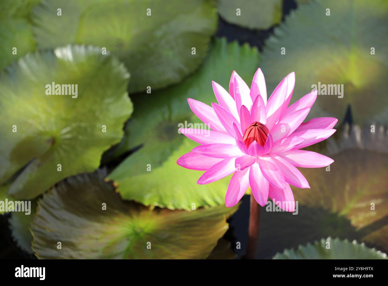 Giglio d'acqua rosa su sfondo verde foglie Foto Stock