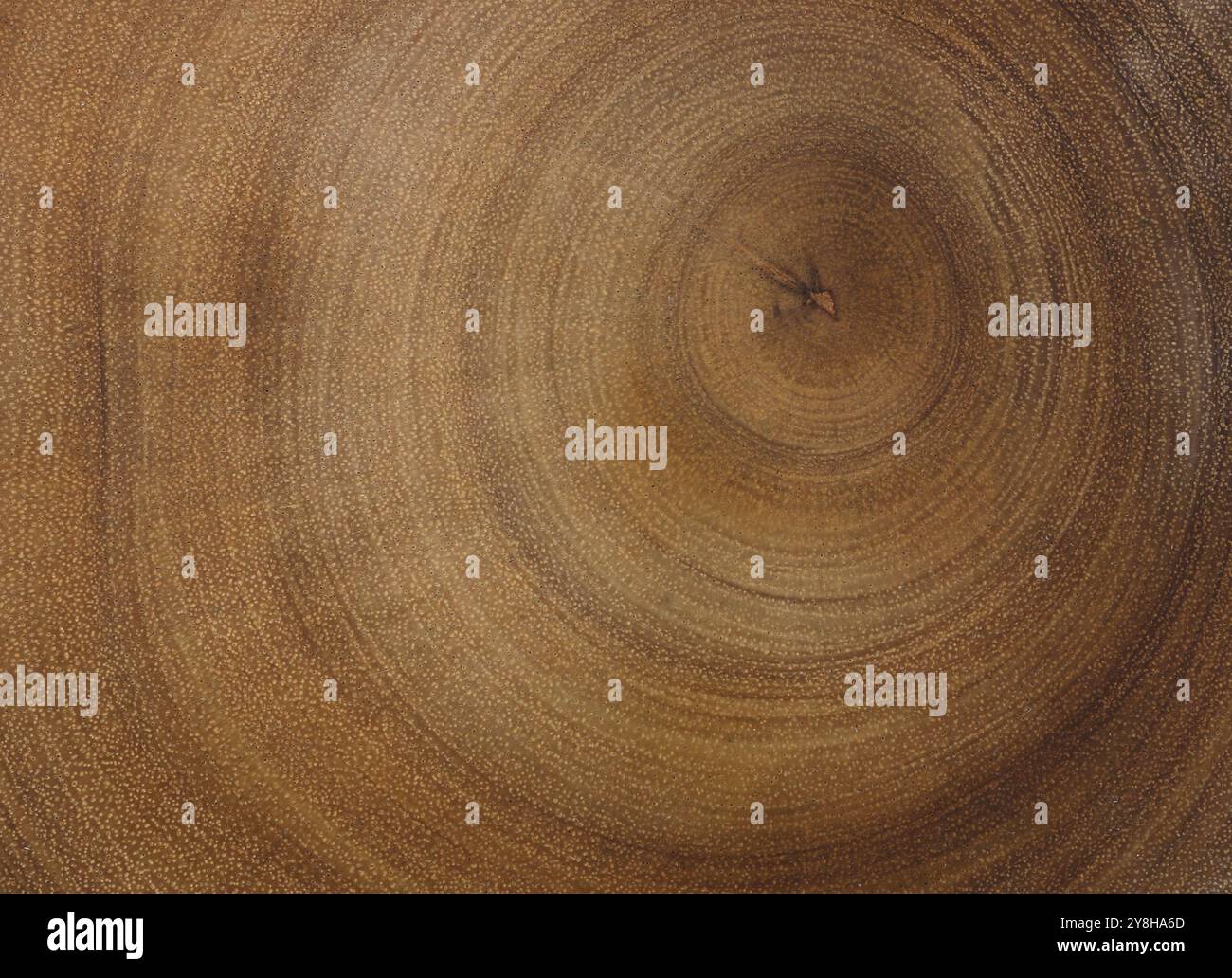 Sezione trasversale del tronco dell'albero. Struttura in legno del tronco tagliato dell'albero. Foto Stock