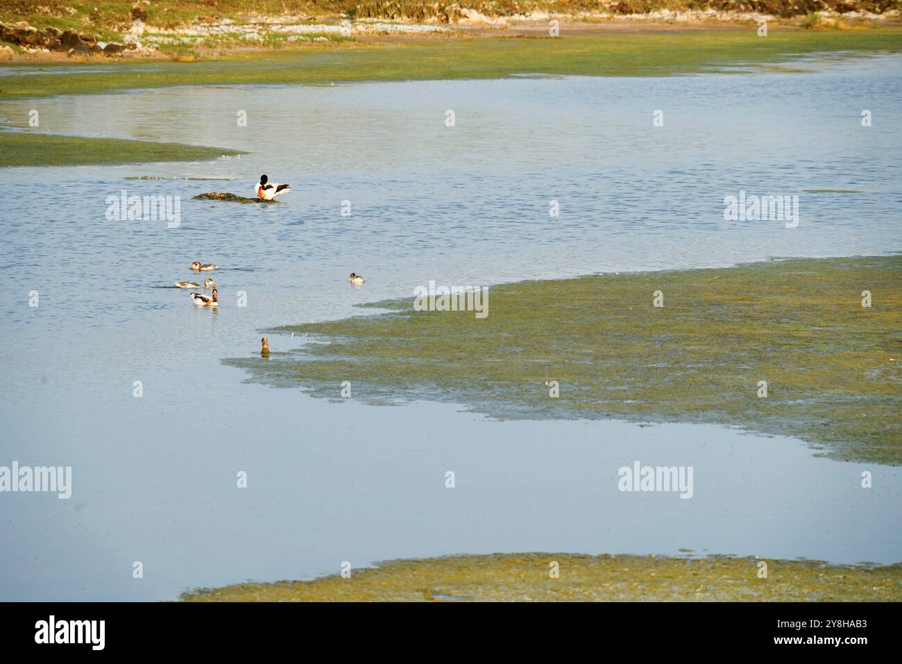 Lo stagno Mari EMI nella penisola del Sinis popolato da una grande varietà di uccelli, tra cui fenicotteri rosa. Provincia di Oristano, Sardegna, Italia Foto Stock