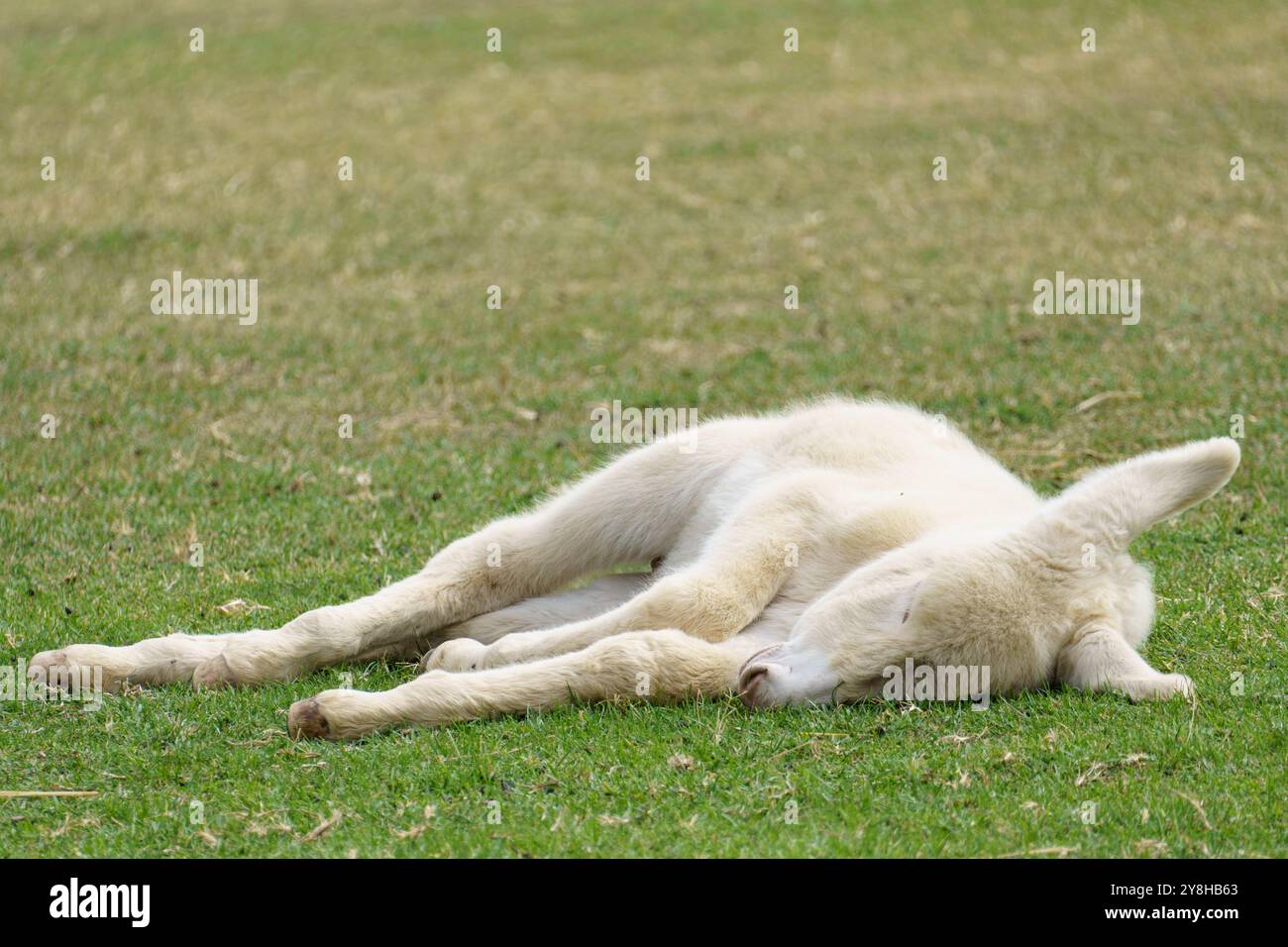 Estremamente raro asino barocco austriaco-ungherese (Equus asinus asinus) puledro noto anche come bringer leggero di cui esistono solo circa 300 esemplari Foto Stock