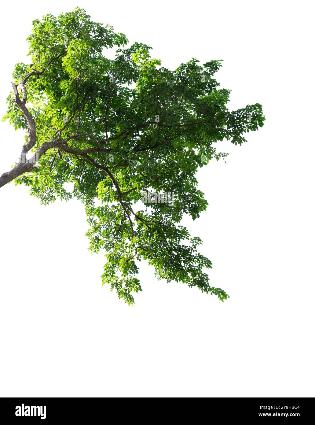 Fogliame verde e ramo d'albero isolati su sfondo bianco Foto Stock