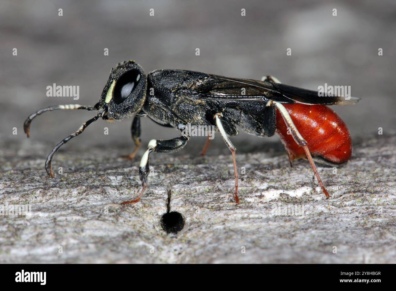 Parasitic Wood Wasp, Orussus abietinus, sawflie appoggiate su legno in cui si sviluppano le larve degli insetti saprossilici. Foto Stock