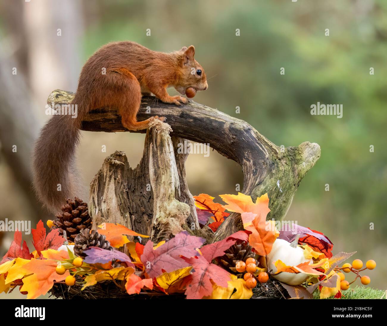 Curioso scoiattolo rosso scozzese in una scena autunnale nella foresta Foto Stock