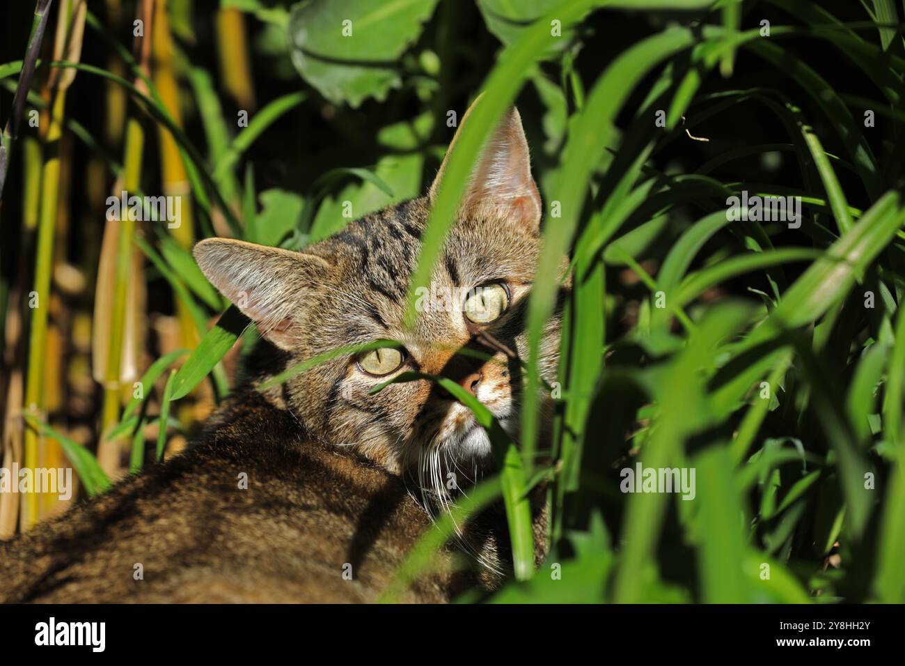 Gatto che giace nell'erba su un prato Foto Stock